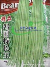 韩国玉龙春秋豇豆种子 长达1-1.2米 豆角种子