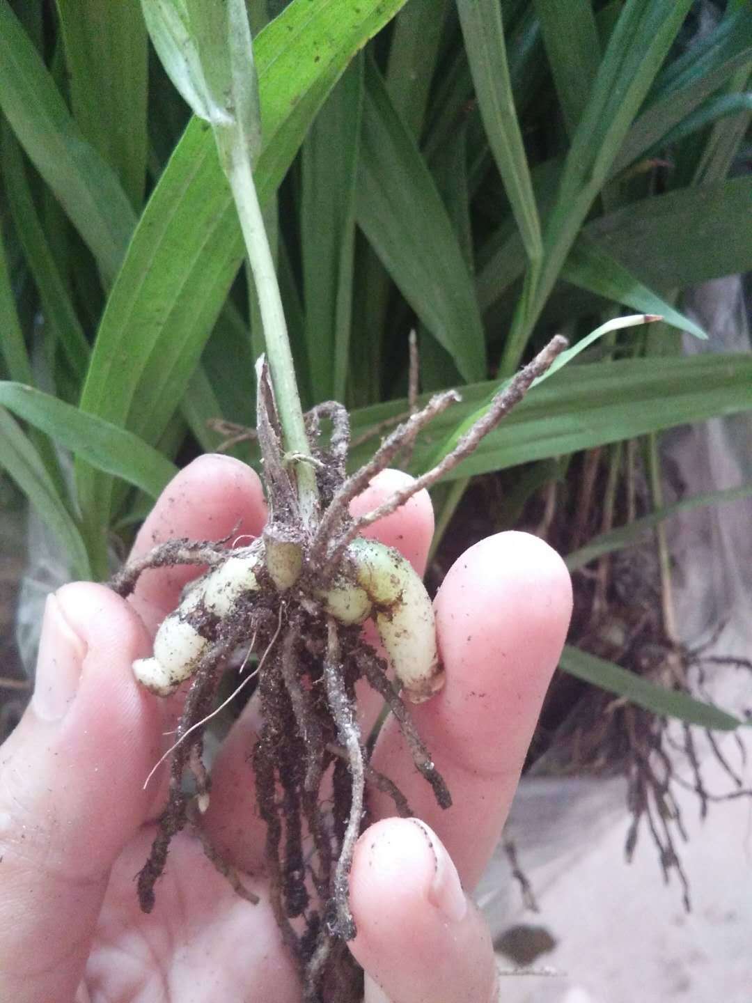 白芨种苗出售(块茎1cm左右),基地直发,量大从优