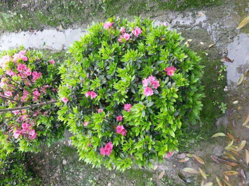 长沙市雨花区少杰苗圃