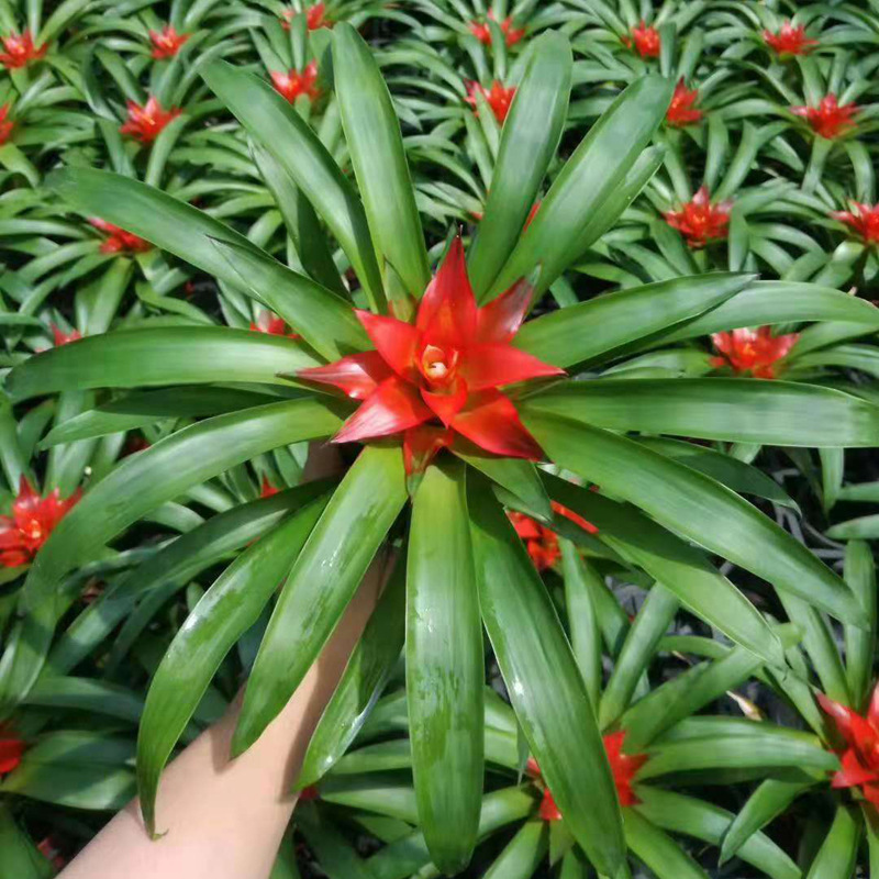 基地直供观叶植物室内吸甲醛花卉小盆栽净化空气90小红星