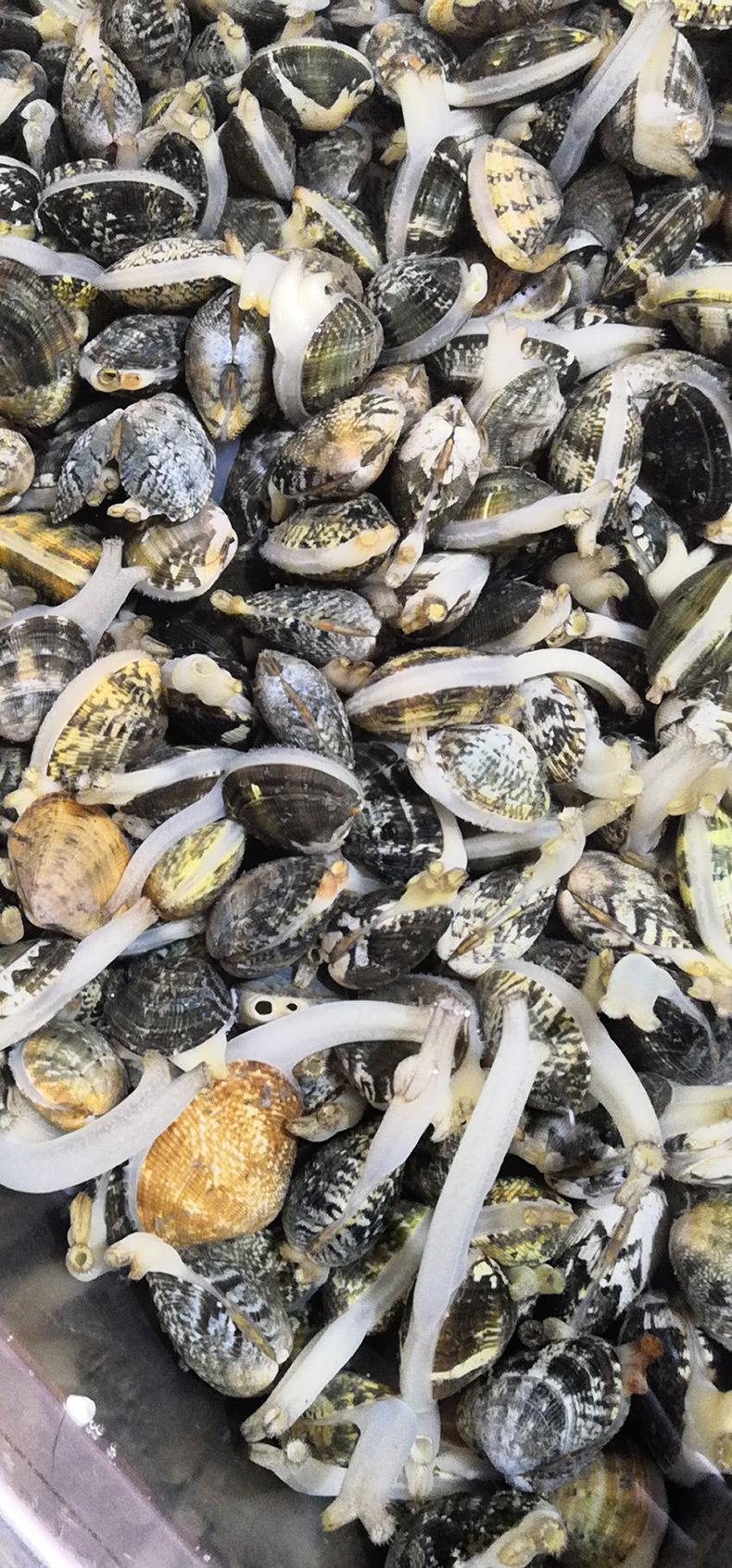 生产直销 新鲜海鲜肥蛤 新鲜壳类海鲜 花蛤 瓷蛤蛤蜊欢迎选购