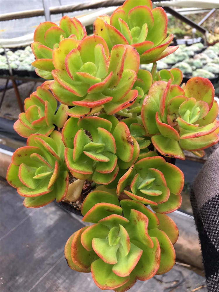 1725多肉植物大棚批发红梅老桩群盆18cm多肉品种裸根发