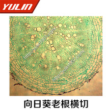 生物学生物显微镜切片标本生产批发向日葵老根横切 教学仪器