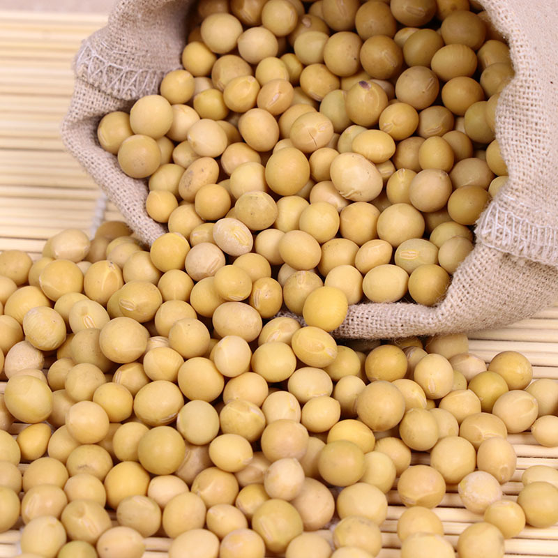 现货东北大黄豆生 现磨豆浆原料五谷杂粮生黄豆