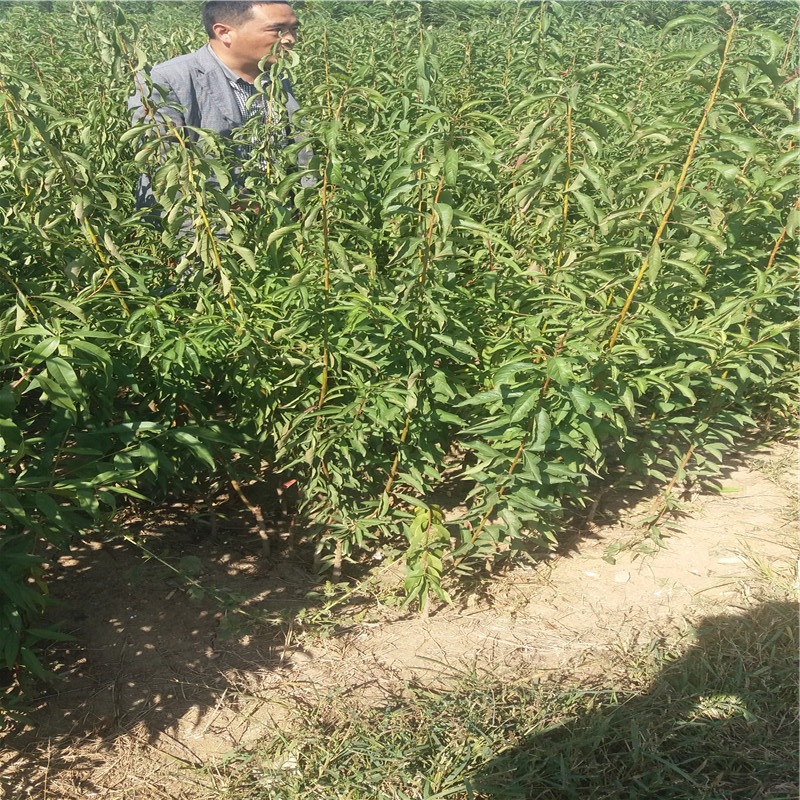 恐龙蛋李子苗基地介绍 口感脆甜 嫁接李子苗 成活率高量大从优