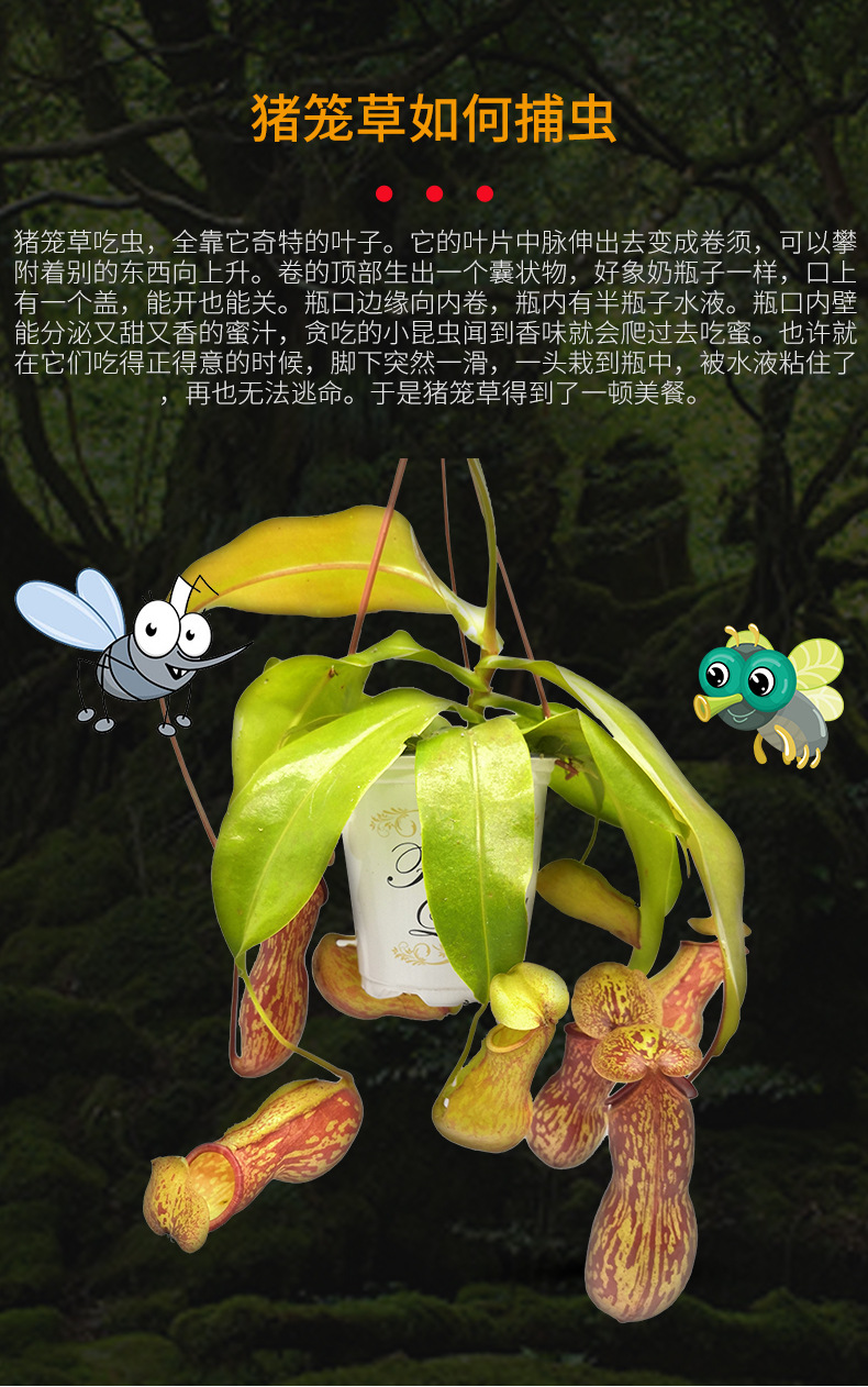 猪笼草高度30cm植物品种食虫植物干湿习性喜湿光照习性喜阳货号0生长