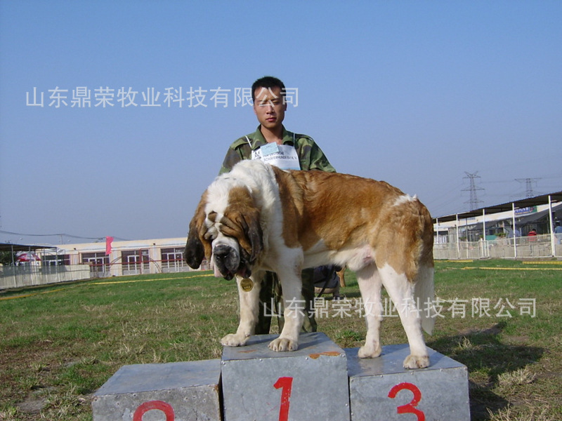 圣伯纳犬 活体圣伯纳犬 全国免费发货 伤亡包赔 包纯种 航空大巴