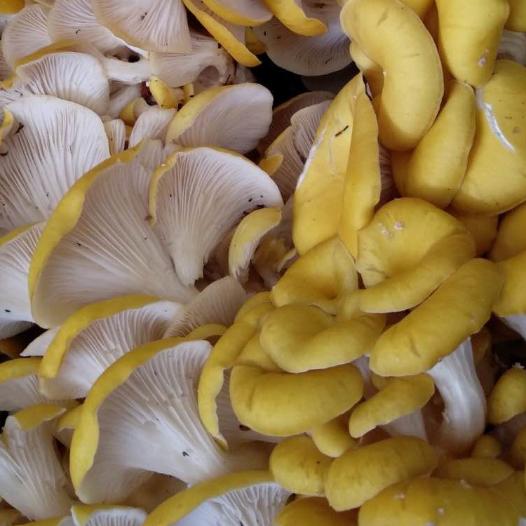 新鲜鸡油菌云南特产新鲜食用菌人工鸡油黄榆黄菇酒店食材产地直批