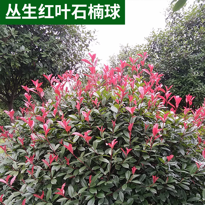 绿化工程常绿灌木小苗 丛生红叶石楠球 高成活率园林景观苗木批发