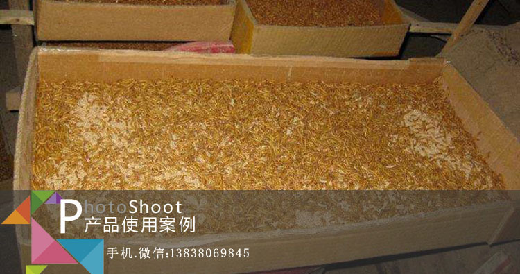 黄粉虫客户养殖案例