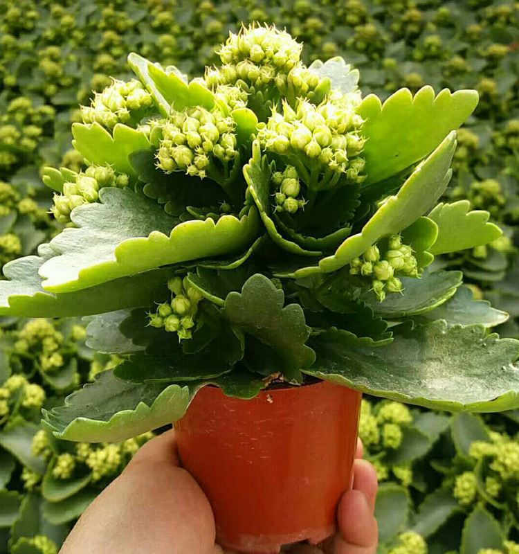 广州基地直销 长寿花 圆叶玫瑰红 多肉类 室内植物 花卉盆栽