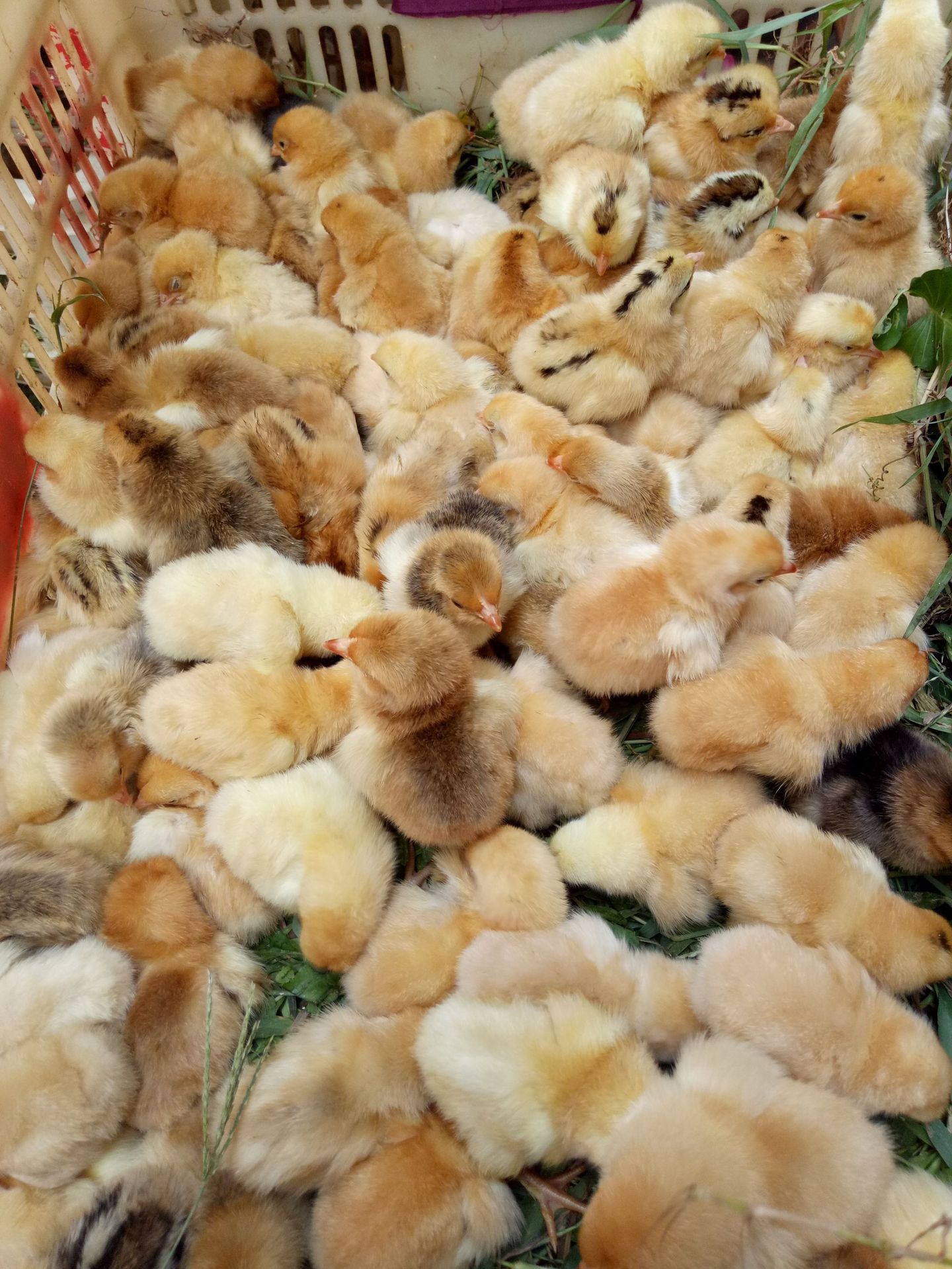 湖南孵化场直销湘黄土鸡苗 红羽土鸡苗 草鸡苗 笨鸡苗 柴鸡苗