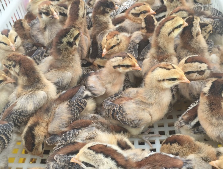 广西厂价直销香鸡苗 桂林香鸡苗 鸡苗品种纯 原鸡改良品种纯*