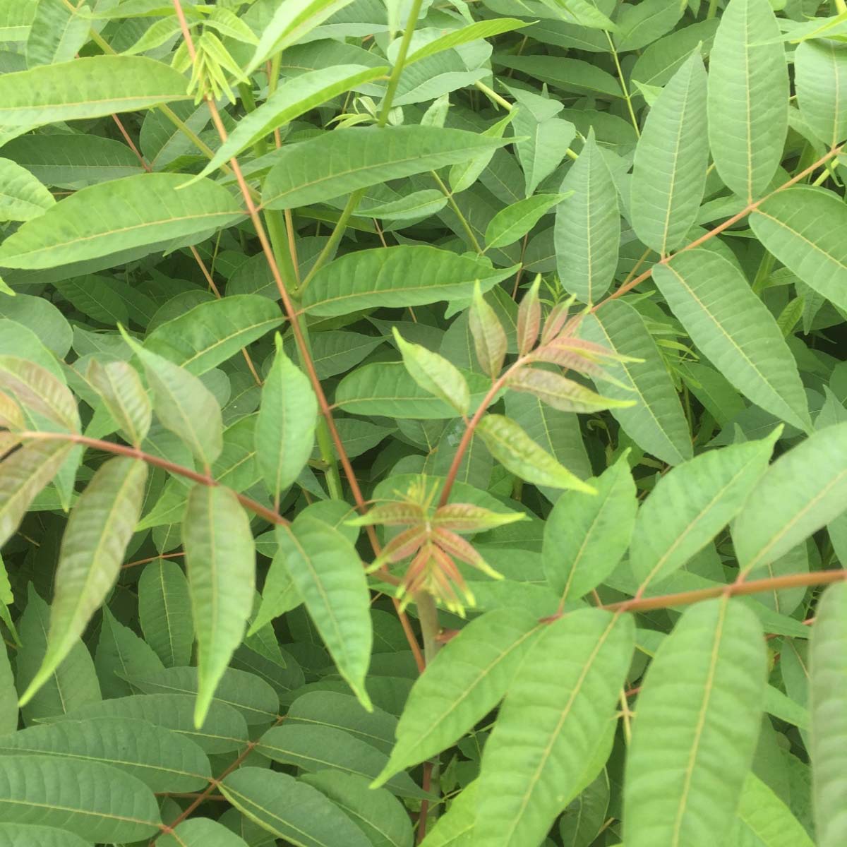 香椿树苗批发 基地大量现货供应苗木 1-3公分 5公分大香椿树