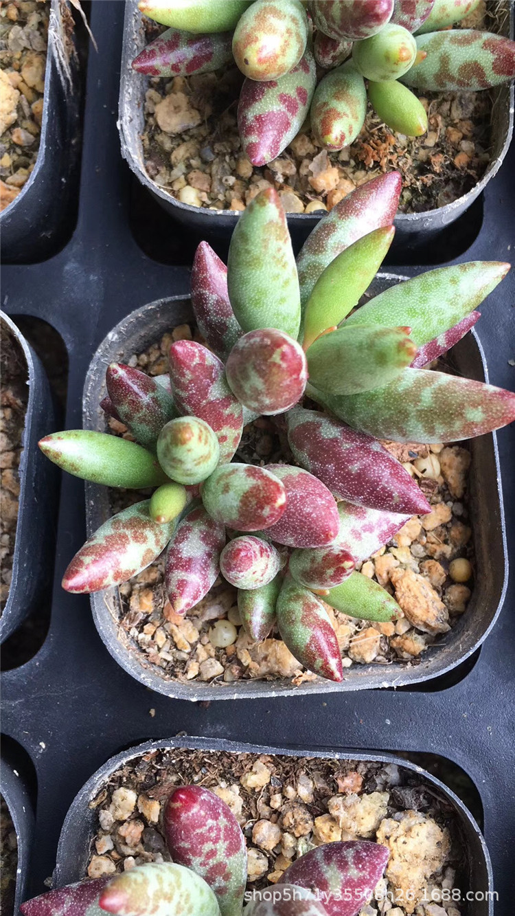 113大棚批发多肉植物梅花鹿盆6cm多肉状态实拍品种品相实拍