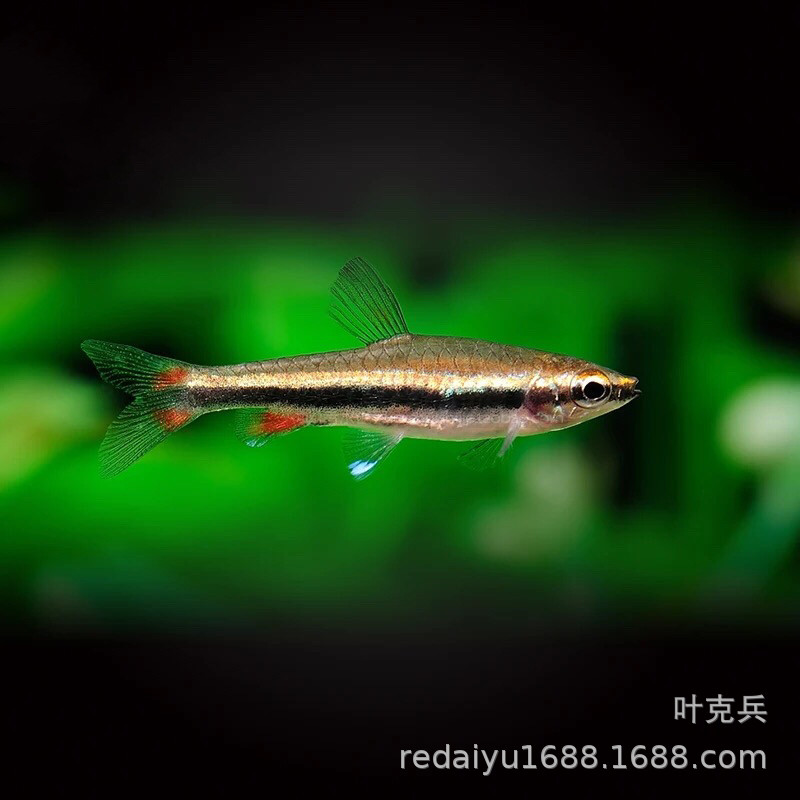 热带观赏鱼批发红肚铅笔鱼金银带铅笔除藻 火焰铅笔鱼活体包活