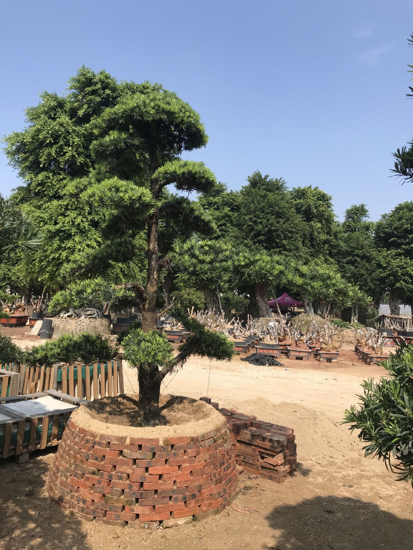 进口造型黑松松 黑松松盆景景观松 日本黑松松福建大型黑松园艺场