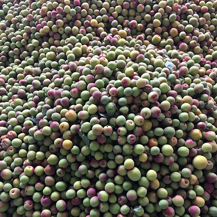 18年现摘云南新鲜红梅果 野生小青梅新鲜水果梅子泡酒酵素5斤包邮