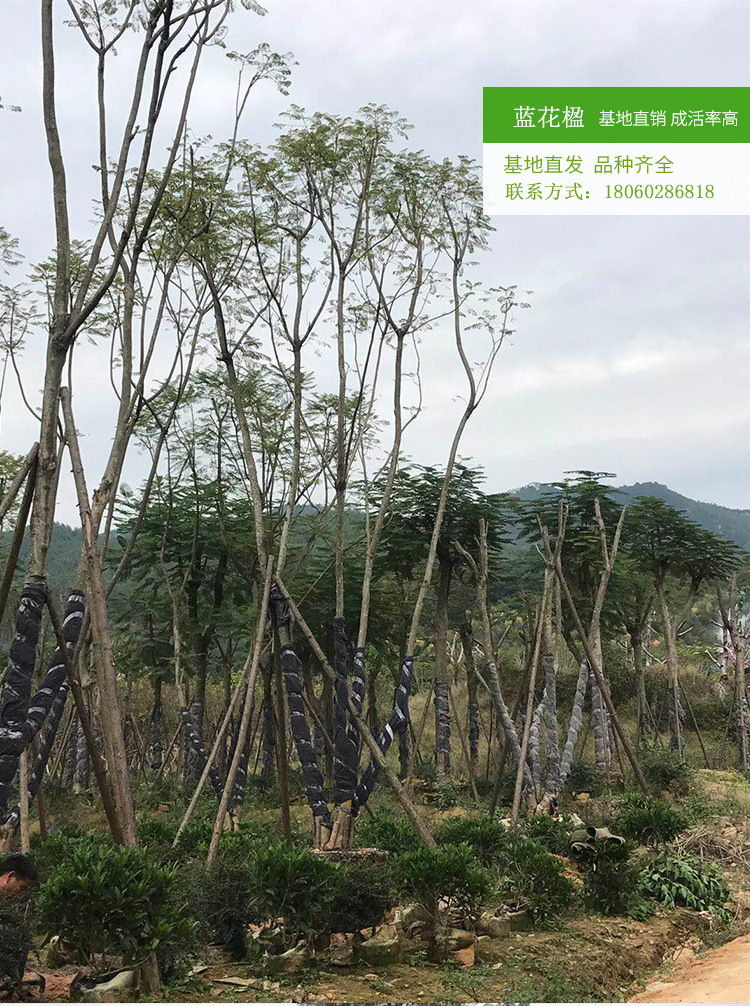 蓝花楹丛生高度8米 袋苗蓝花楹树苗树型饱满 苗圃直销
