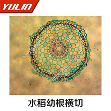 高校生物显微镜标本切片玻片 水稻幼根横切  生物学切片