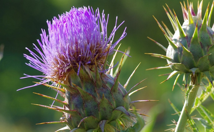 水飞蓟 批发中药材水飞蓟种子 水飞蓟籽 水飞雉 奶蓟子发芽率高