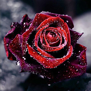 义乌钻石画玫瑰花图片_义乌钻石画玫瑰花图片大全 - 阿里巴巴海量精选