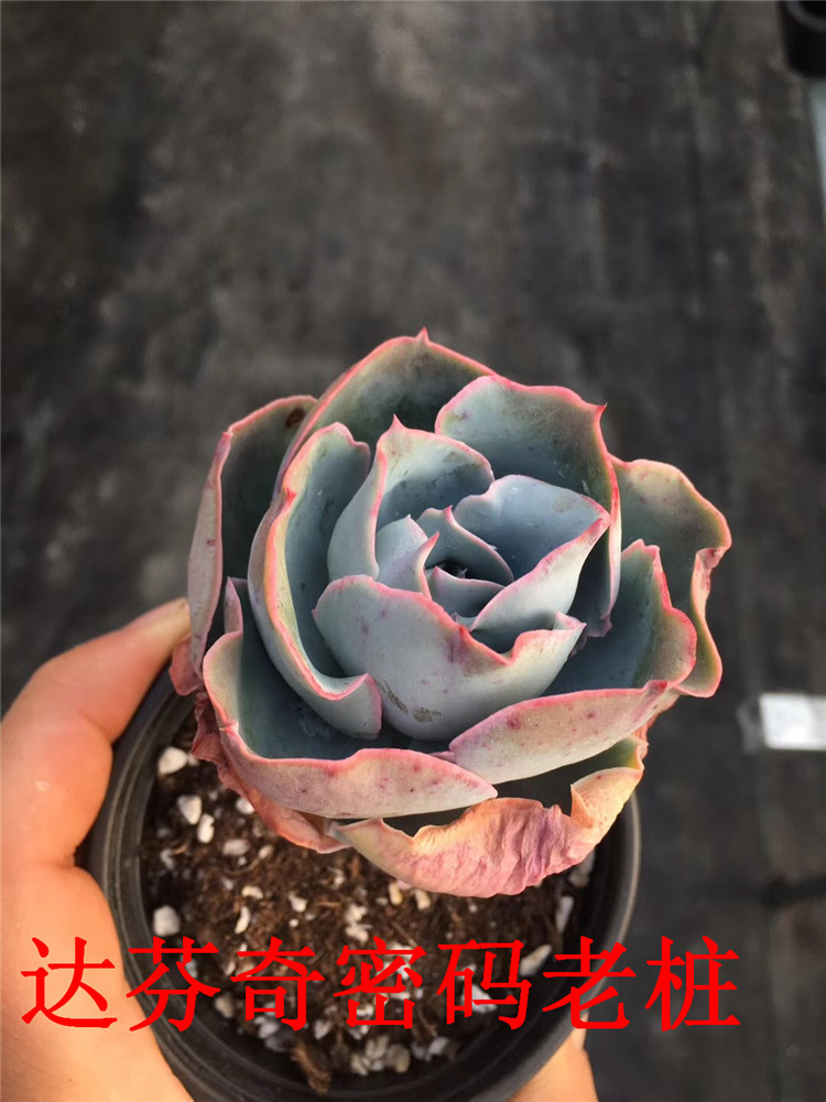 667多肉植物露养大棚批发 达芬奇密码老桩9cm盆多肉品种裸根发