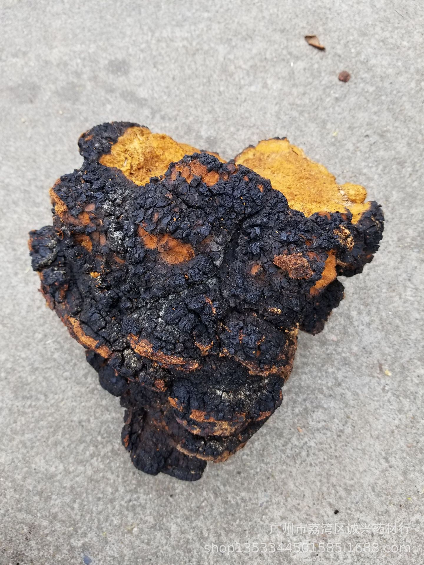 野生桦褐孔菌白桦茸桦树泪滋补药材大个桦褐孔菌批发零售