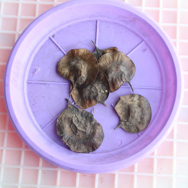 正宗小叶紫檀种子 印度檀香紫檀 白檀 海南沉香木菩提树格木种子