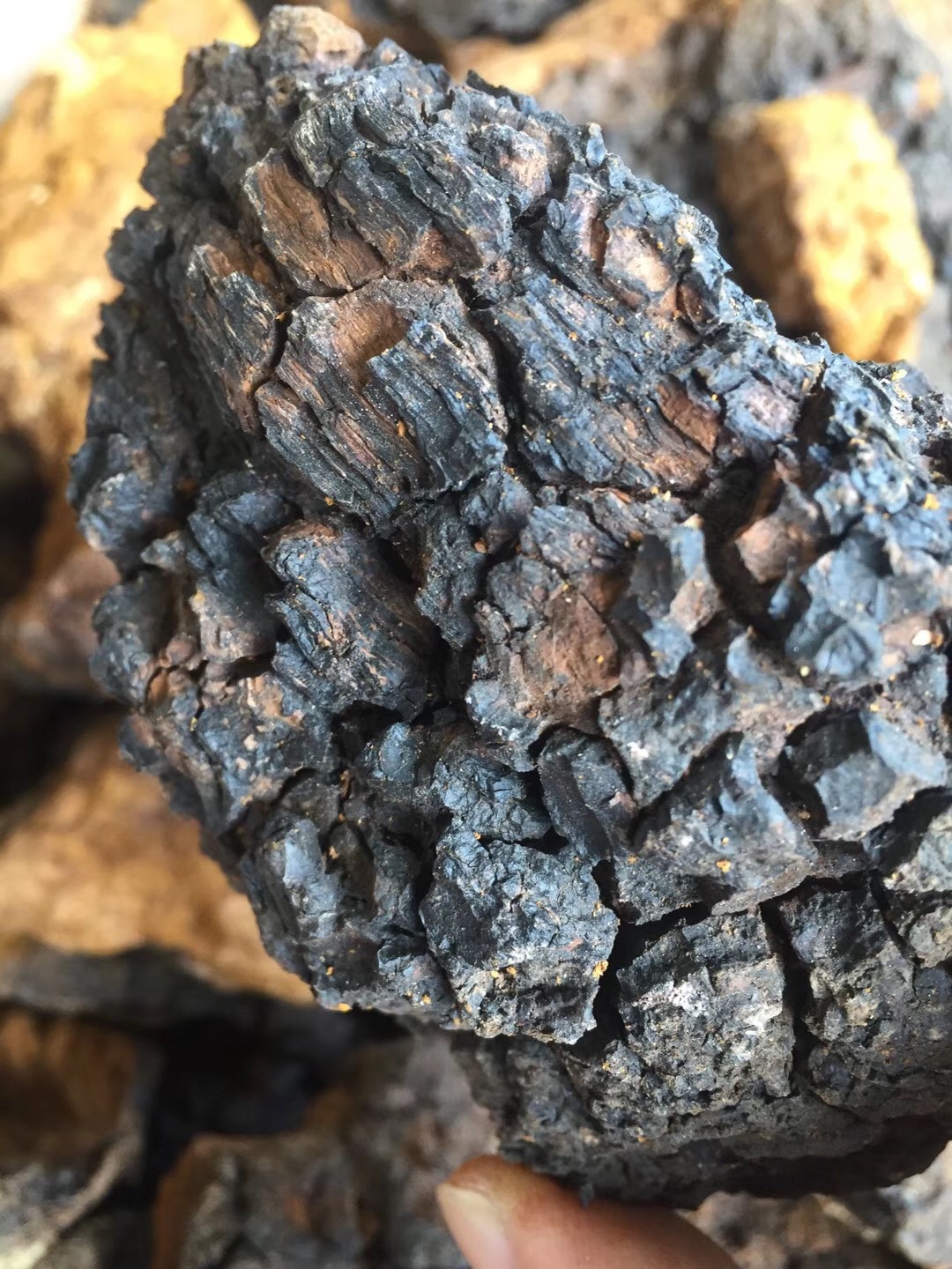 供应桦树茸灵芝东北俄罗斯优质桦褐灵芝