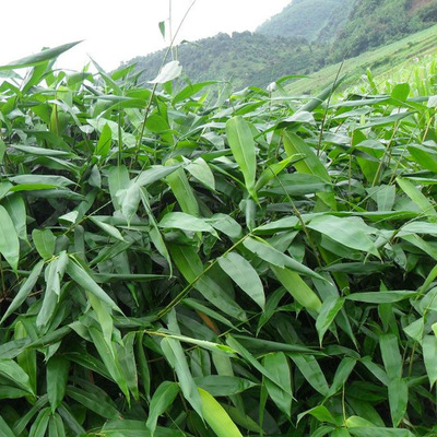 金华武义新粽叶端午节专用粽叶批发麻竹叶箬叶干粽叶鲜粽叶批发