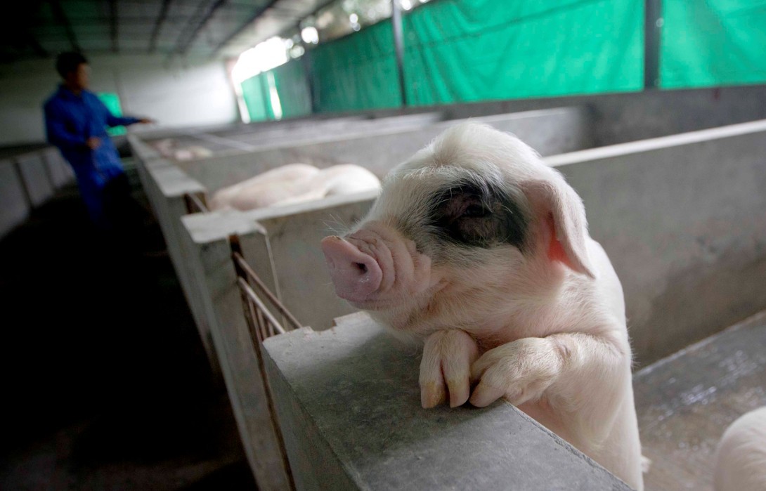 十招降低养猪成本科学增收