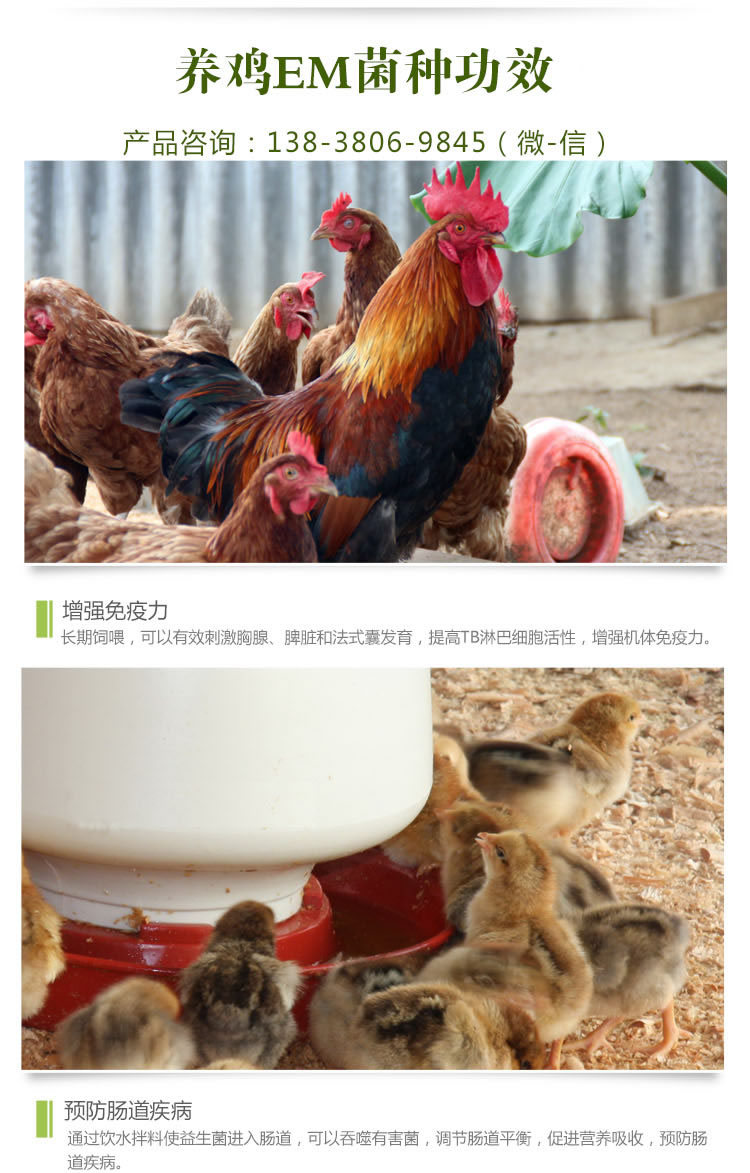 养鸡em菌种功能