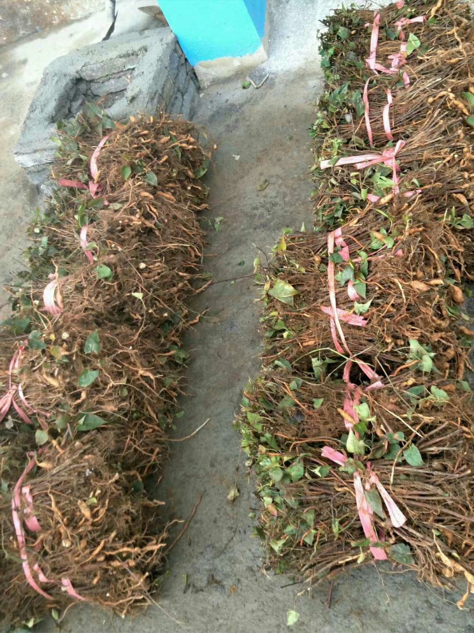 (一手货源)批发何首乌种苗供应何首乌苗药材回收 何首乌种苗