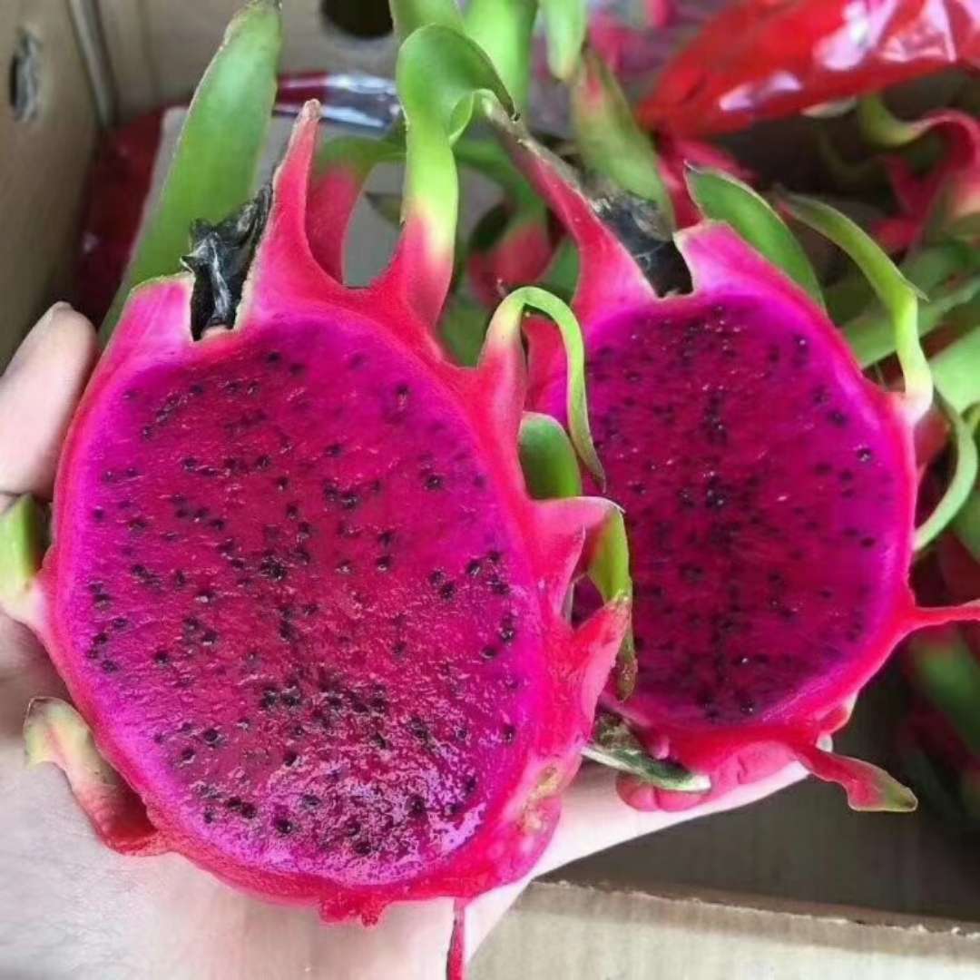 越南进口红心火龙果当季时令水果5斤装孕妇宝宝辅食水果