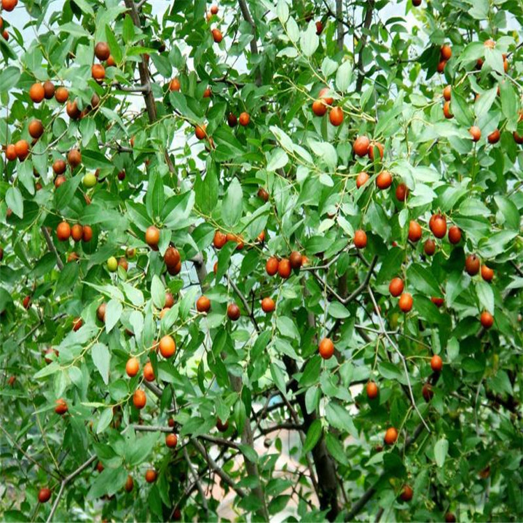 南枣树图片图片