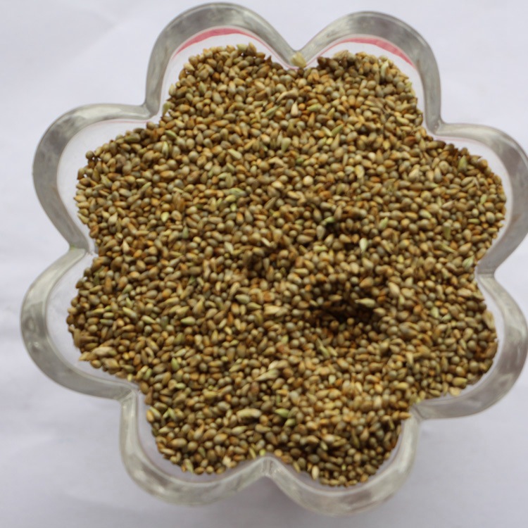 基地直销牧草种子 狼尾草种子 台湾甜象草种子 产量高