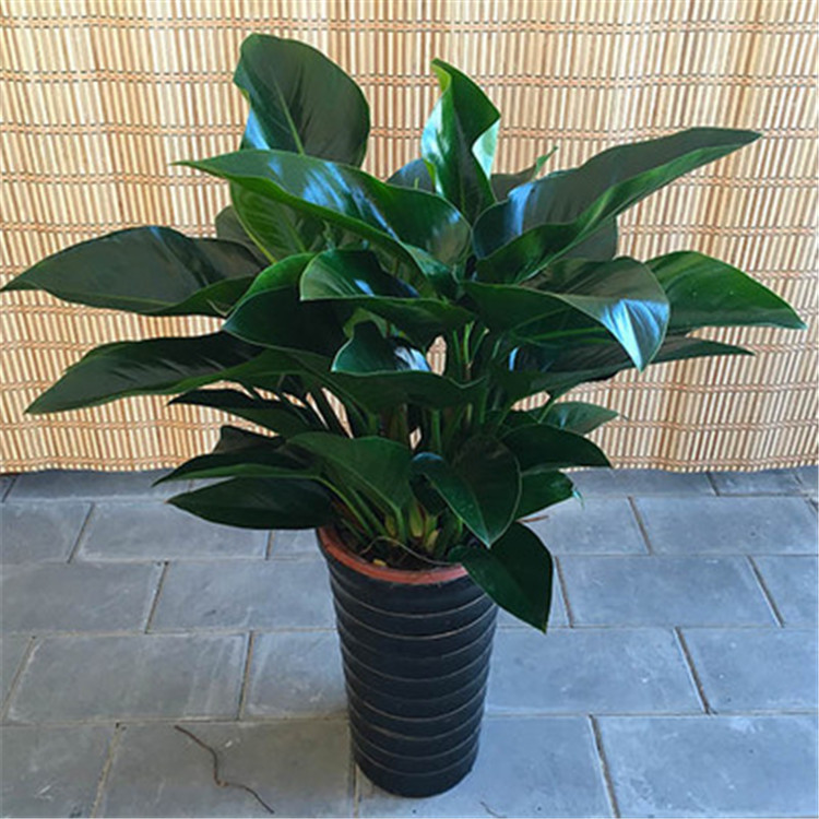 室内四季常青绿植金钻盆栽红钻盆栽吸甲醛净化空气客厅阳台大植物