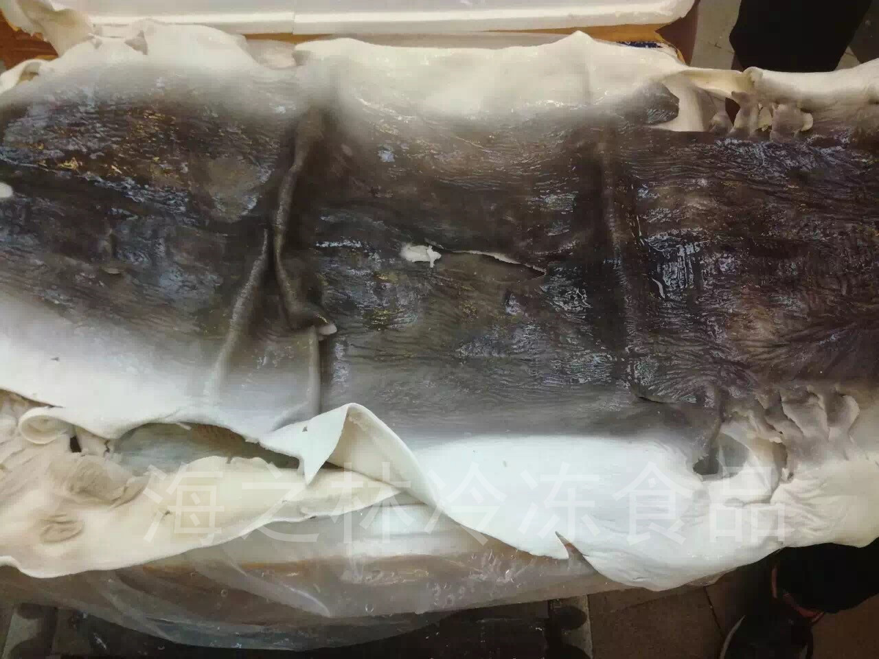 【海之林】鲨鱼皮 深海鱼皮 深海水产冷冻产品