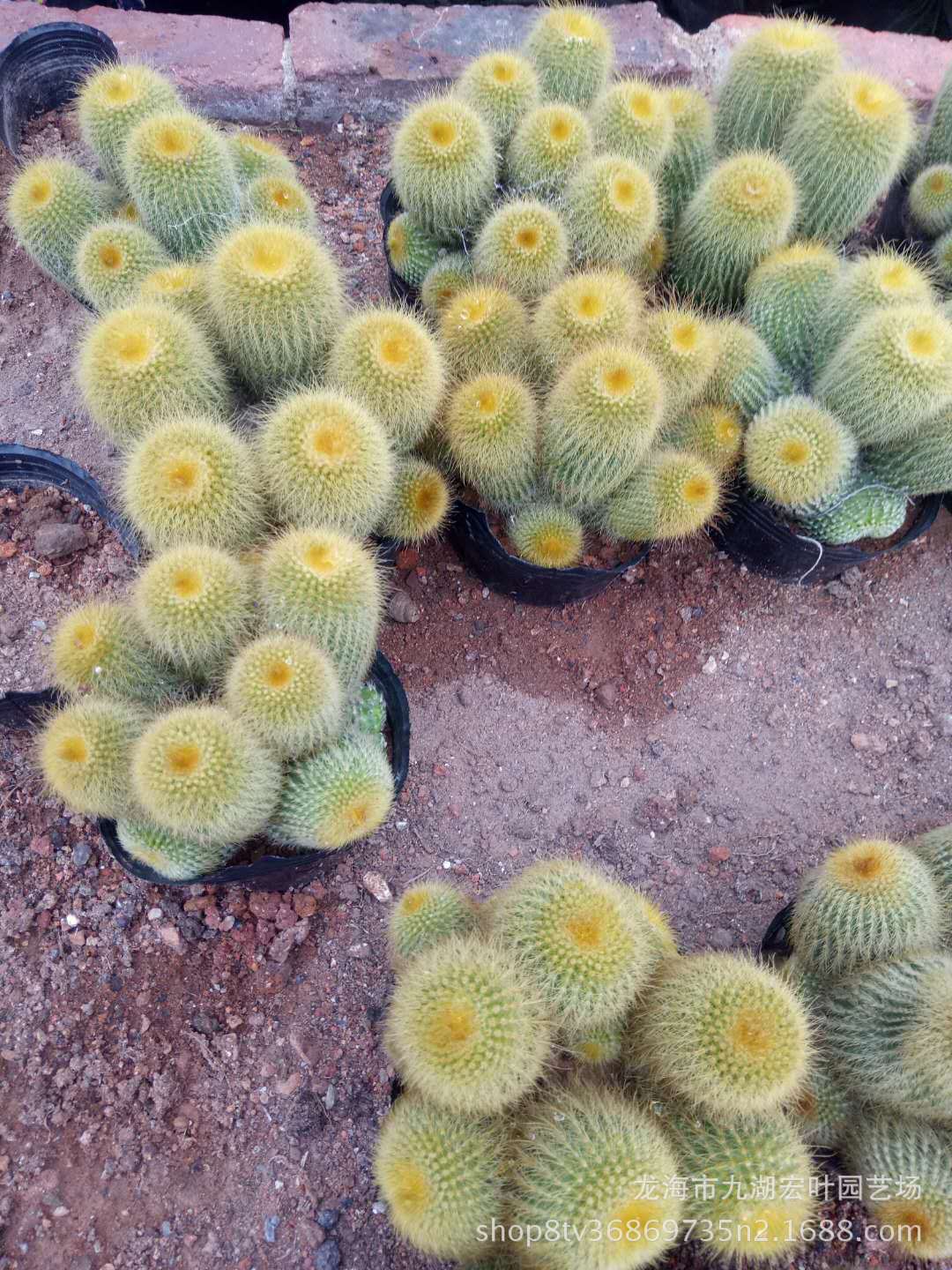 宏叶花卉 金丝猴群仙人球 直径13公分 多肉植物沙生植物产地直批