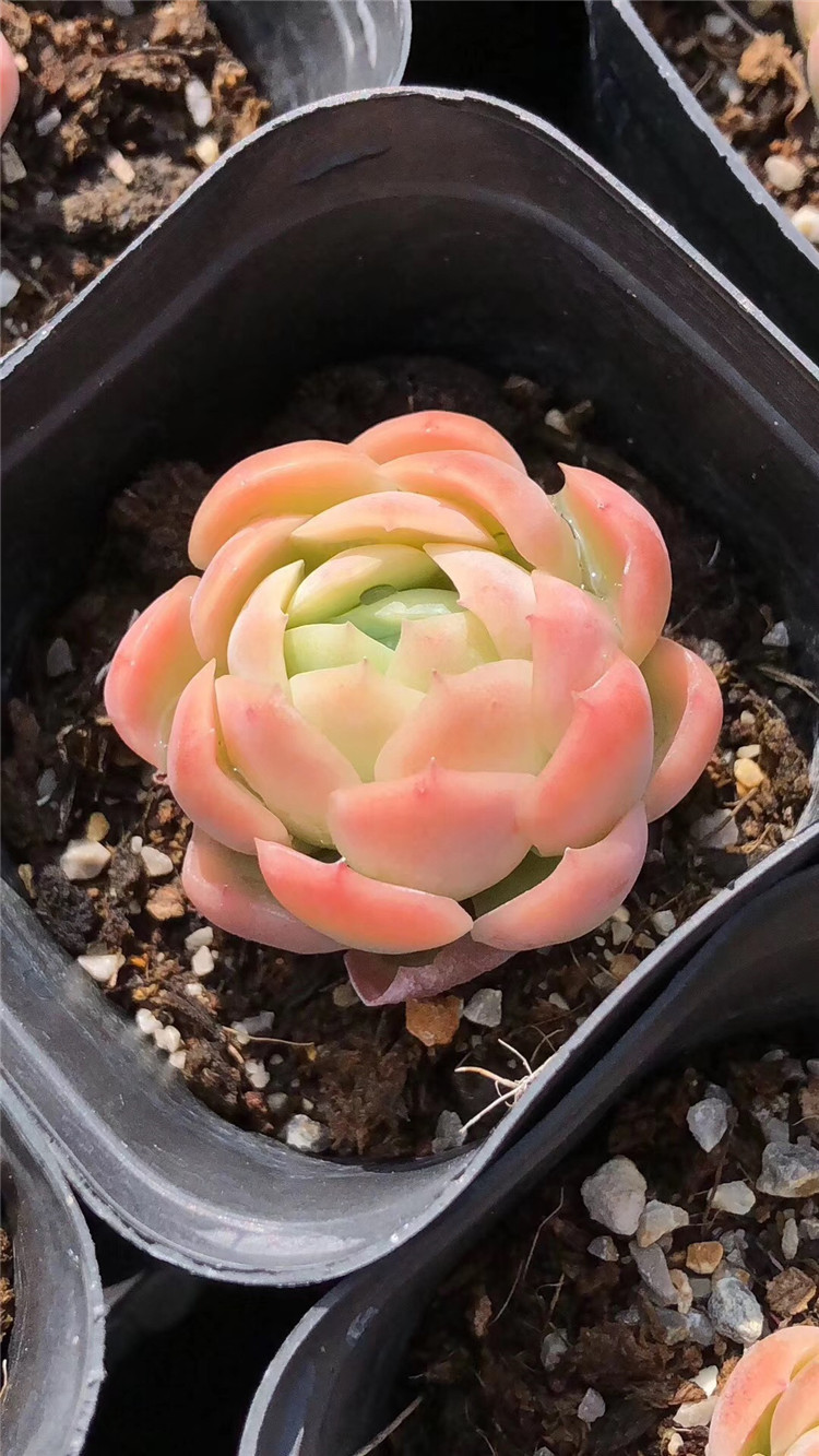 210基地特价批发多肉植物 状态双子贝瑞单头盆6.5cm多肉品种裸根