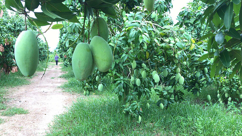 芒果-越南玉芒8斤 芒果新鲜水果青芒香芒非大青芒
