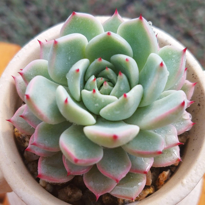 多肉花卉 多肉植物红爪 办公室阳台绿植花卉盆栽盆景好看不贵