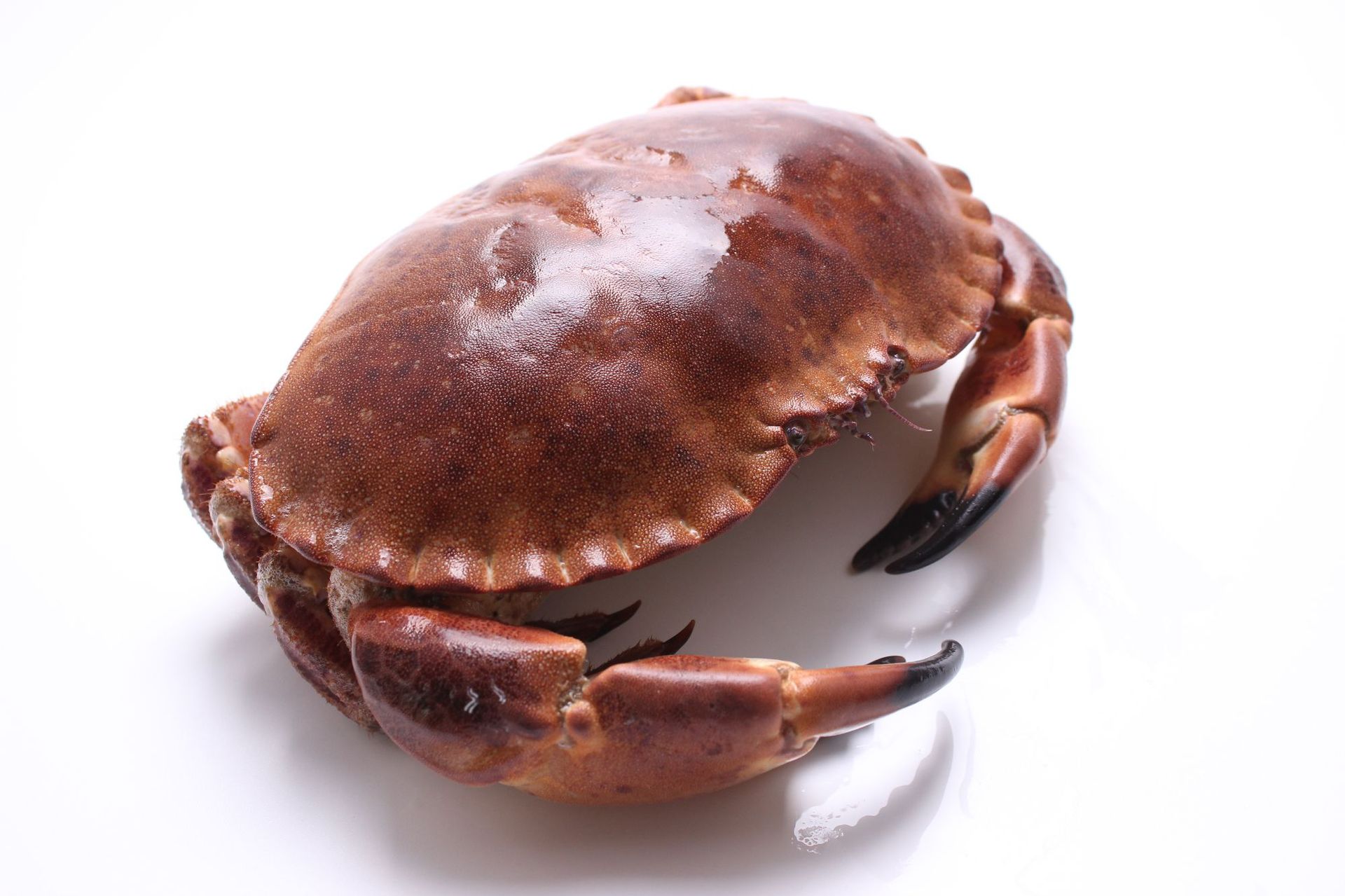 批发进口英国面包蟹酒店食材水产海鲜大螃蟹黄金蟹棕蟹鲜活面包蟹