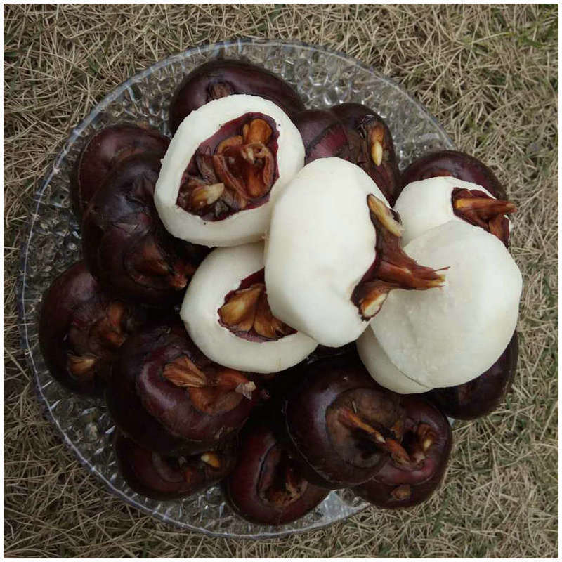 山那边农庄自家种植广西荔浦新鲜大荸荠 鲜甜多汁马蹄一件代发