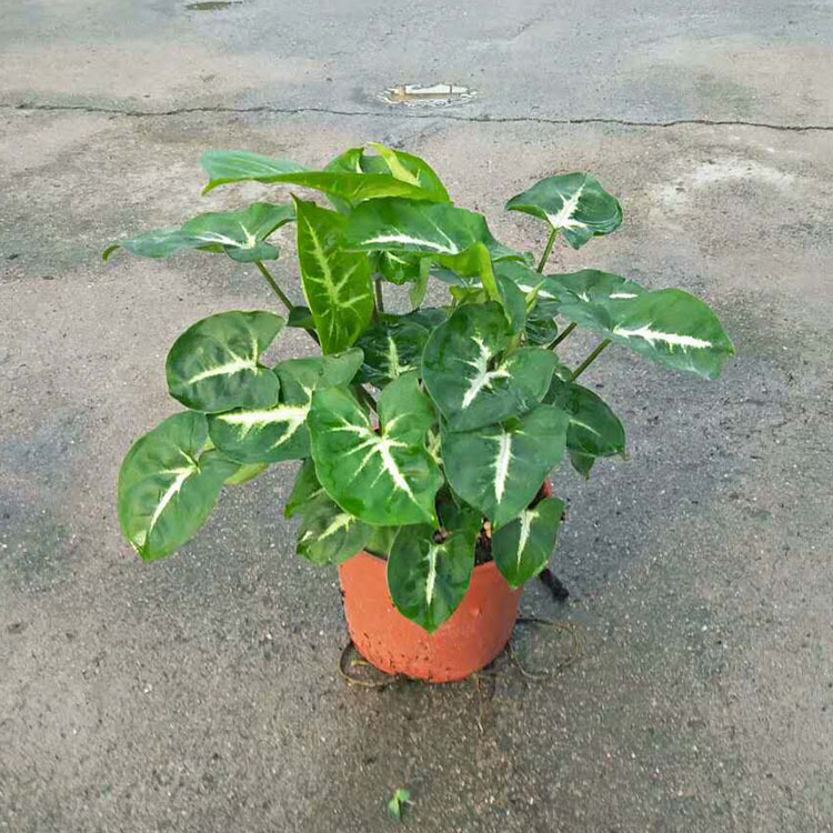 【基地直供】批发蓝精灵合果芋(110)绿植小盆栽客厅花卉合果芋