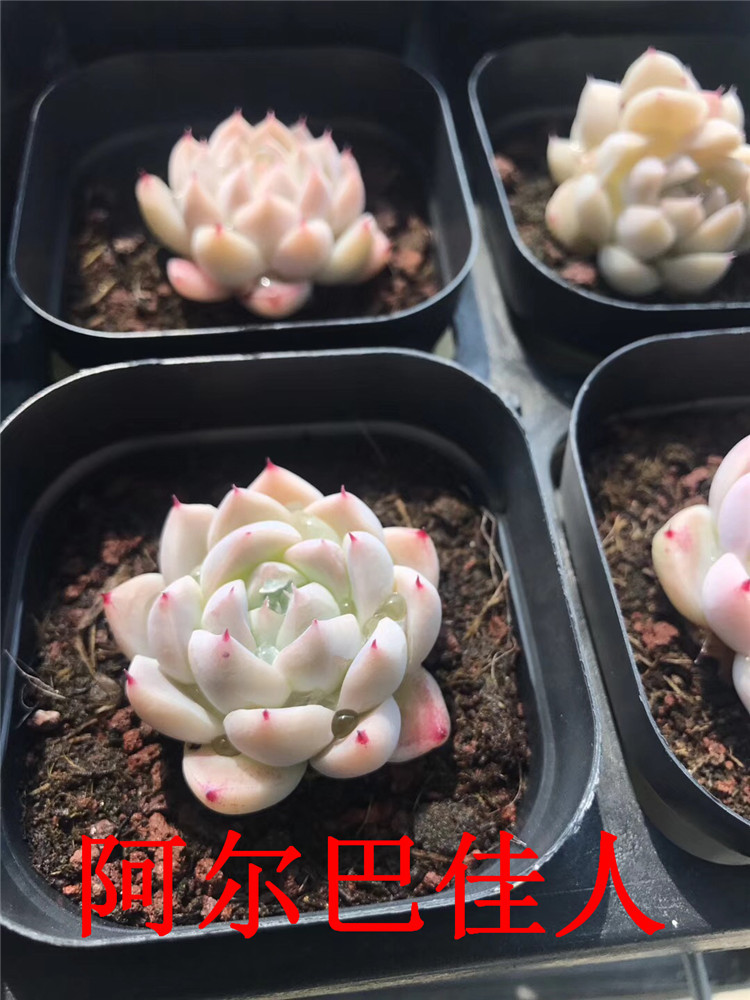 526多肉植物精品裸根直销 阿尔巴佳人 罗卡多肉品种裸根限量发