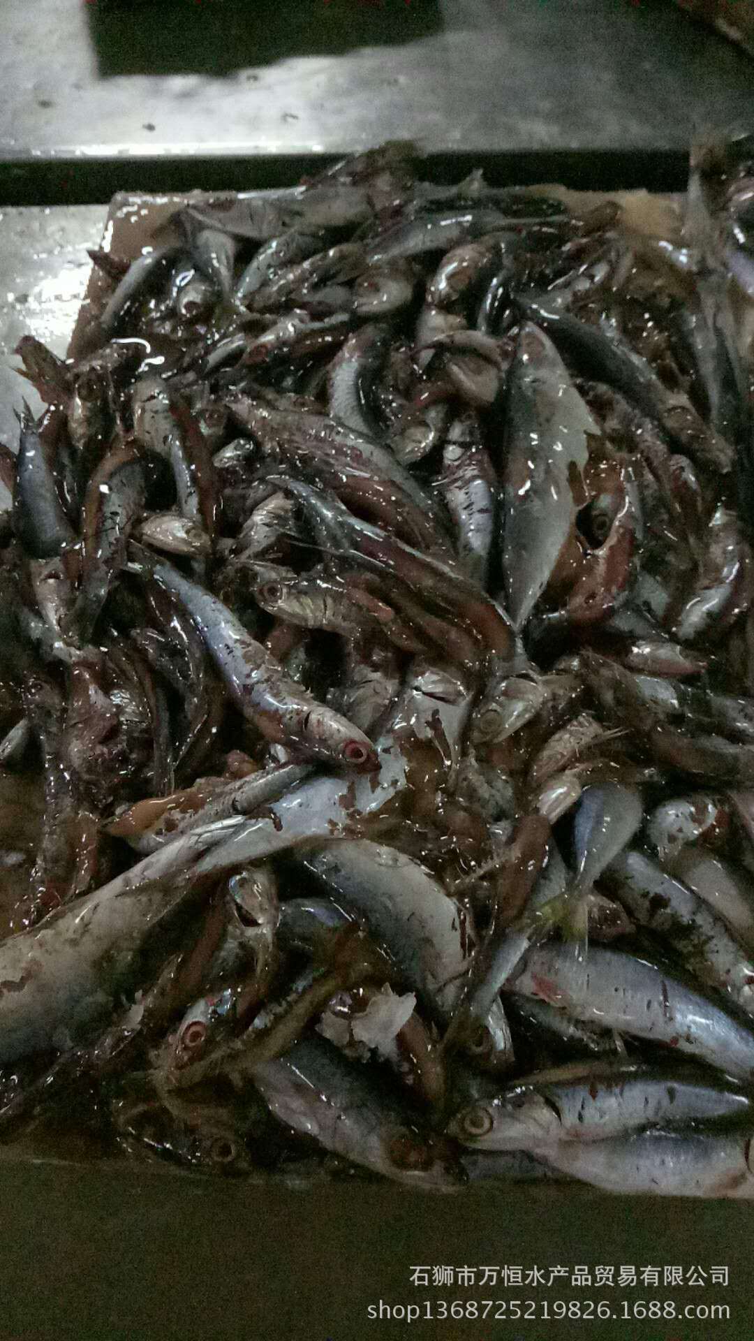 石狮万恒水产供应大量 饲料鱼 乌江小花杂鱼 喂螃蟹 大鱼 养殖鱼