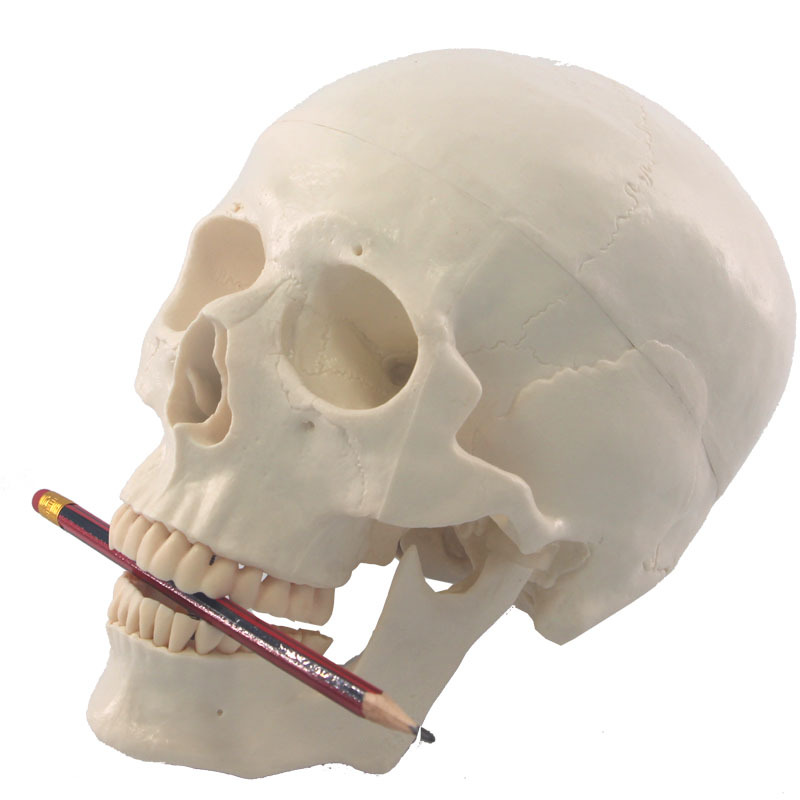 星寿品牌人体头骨模型医用自然大可拆卸亚洲标准版骨科骨骼模型