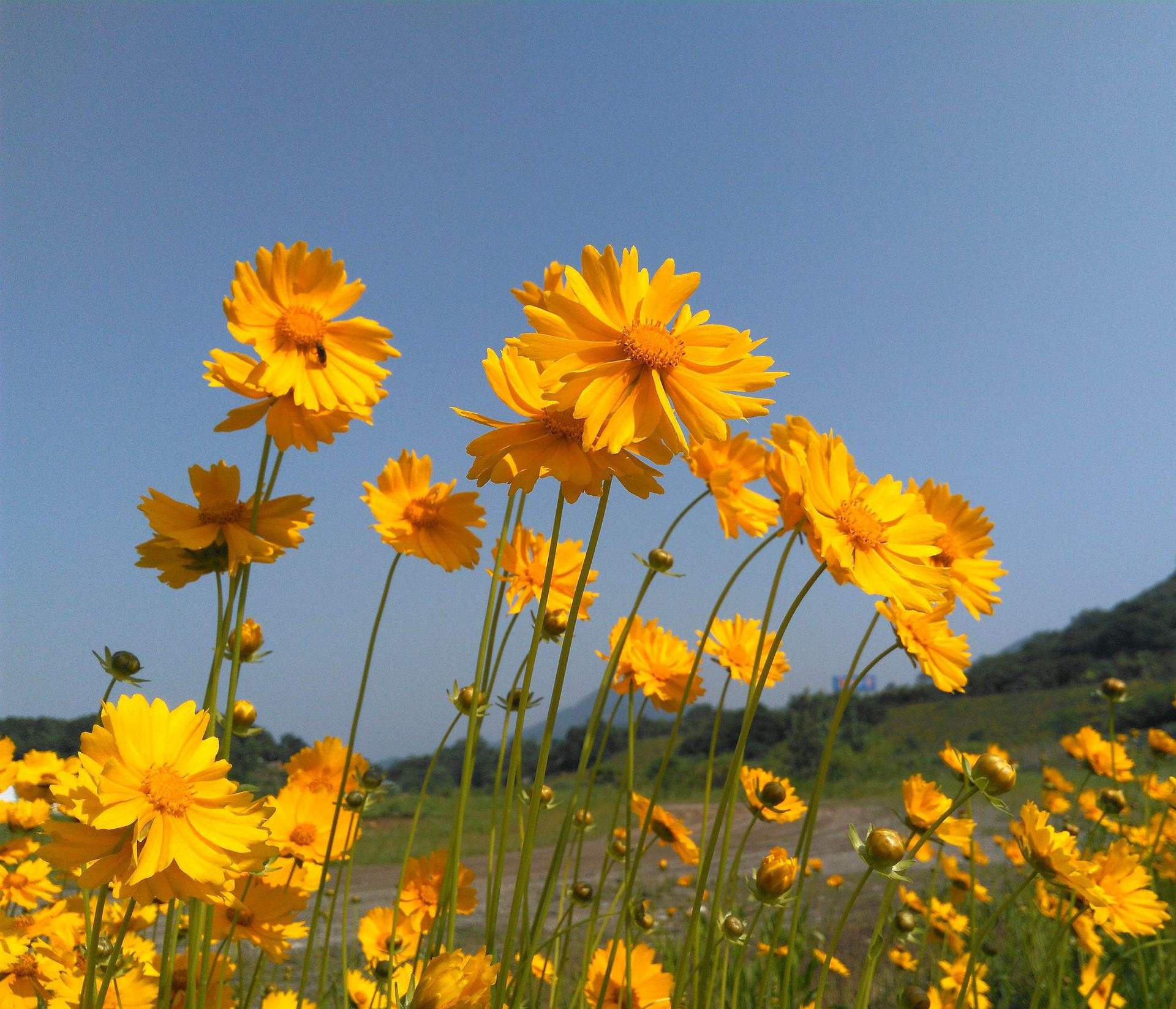 花语: 金鸡菊的花语是:喜欢此花的你有活泼开朗的性格,衣着